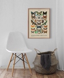 Poster Coleção Adolphe Millot Ilustrações Vintage