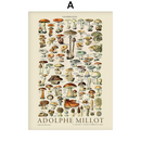 Poster Coleção Adolphe Millot Ilustrações Vintage