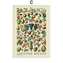 Poster Coleção Adolphe Millot Ilustrações Vintage
