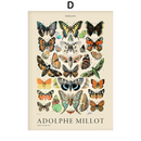 Poster Coleção Adolphe Millot Ilustrações Vintage